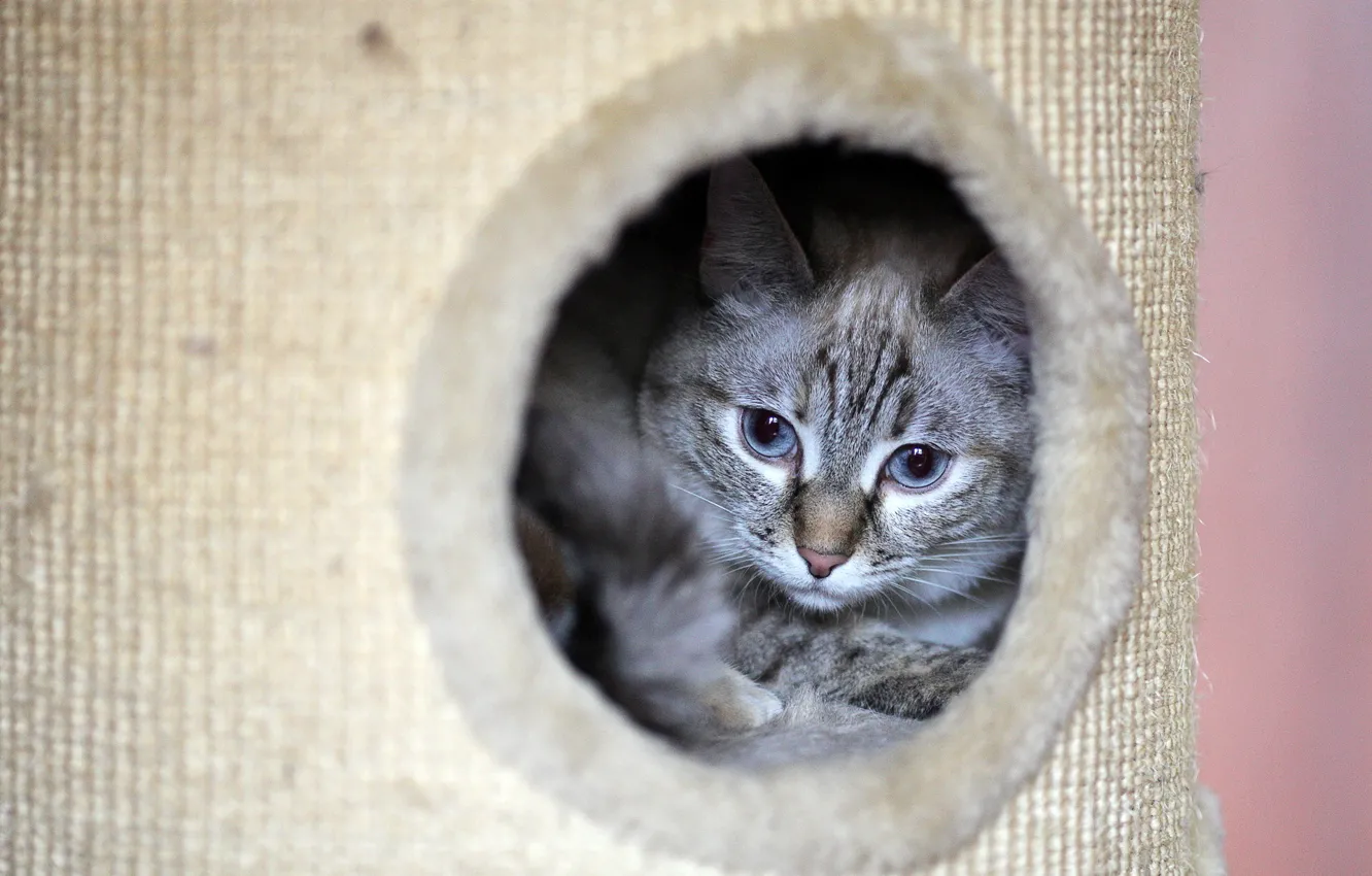 Photo wallpaper cat, cat, kitty