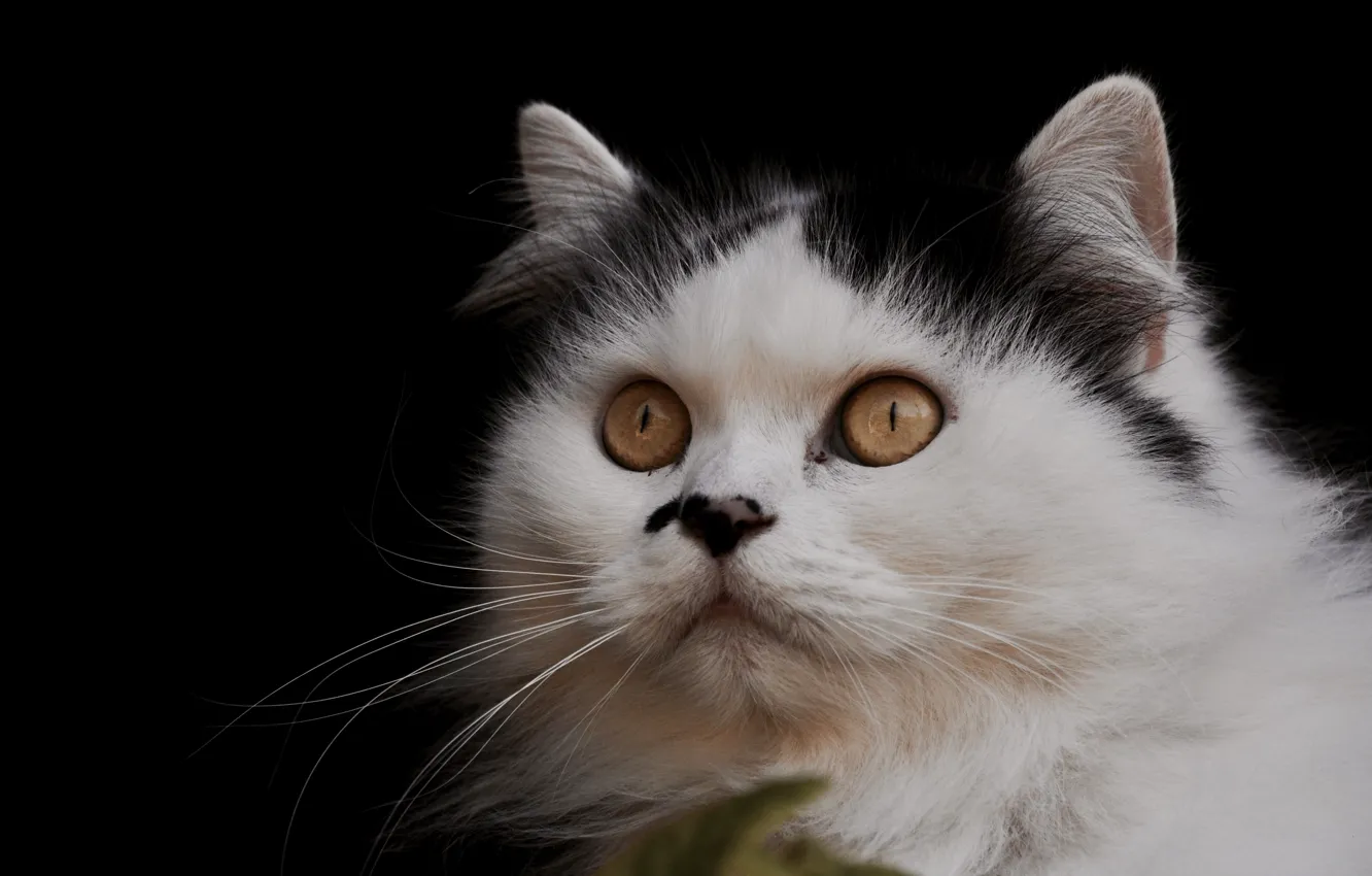 Photo wallpaper cat, cat, background, portrait, muzzle, everyday