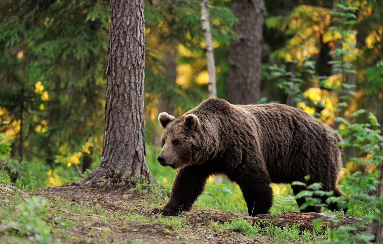 Photo wallpaper autumn, forest, trees, bear, walk
