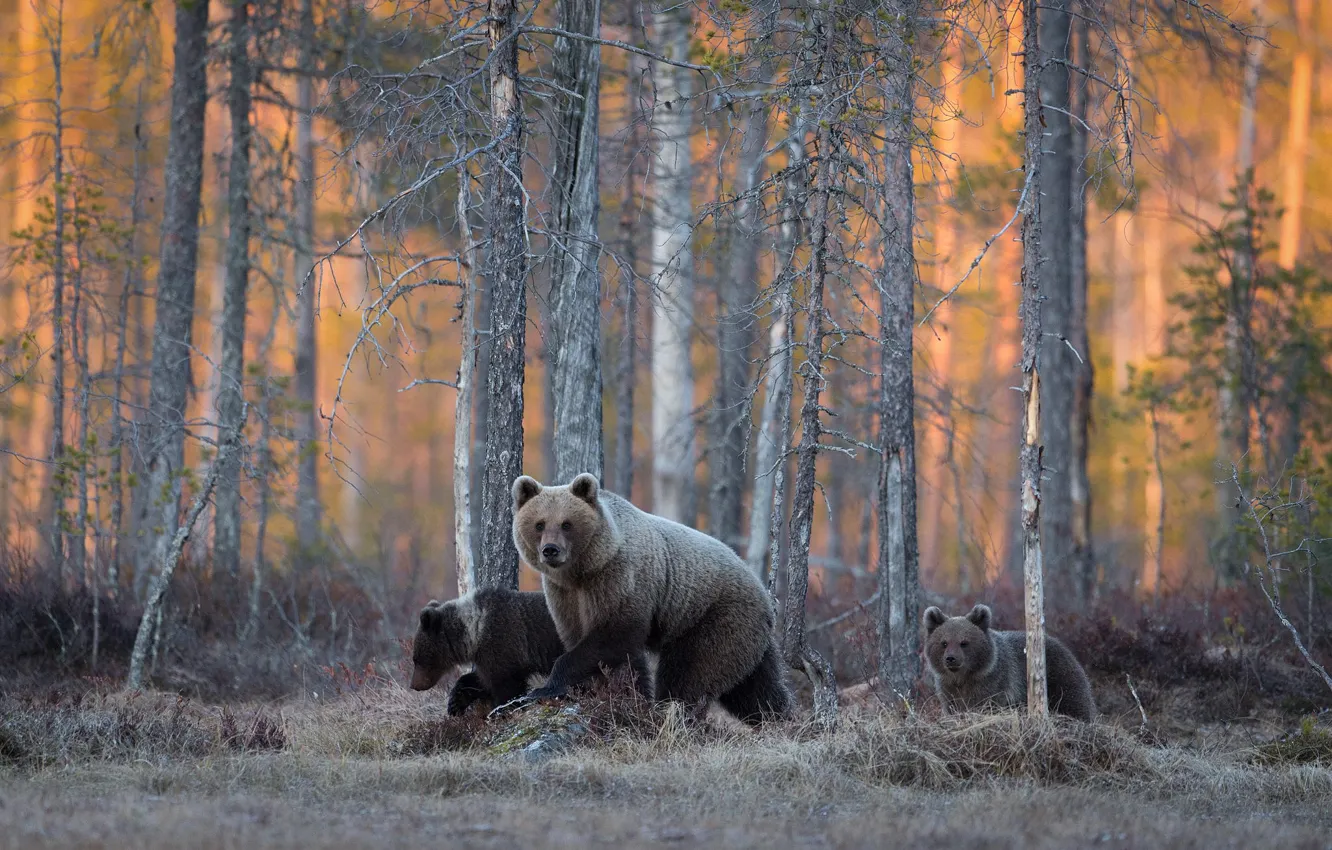 Photo wallpaper forest, bears, wildlife