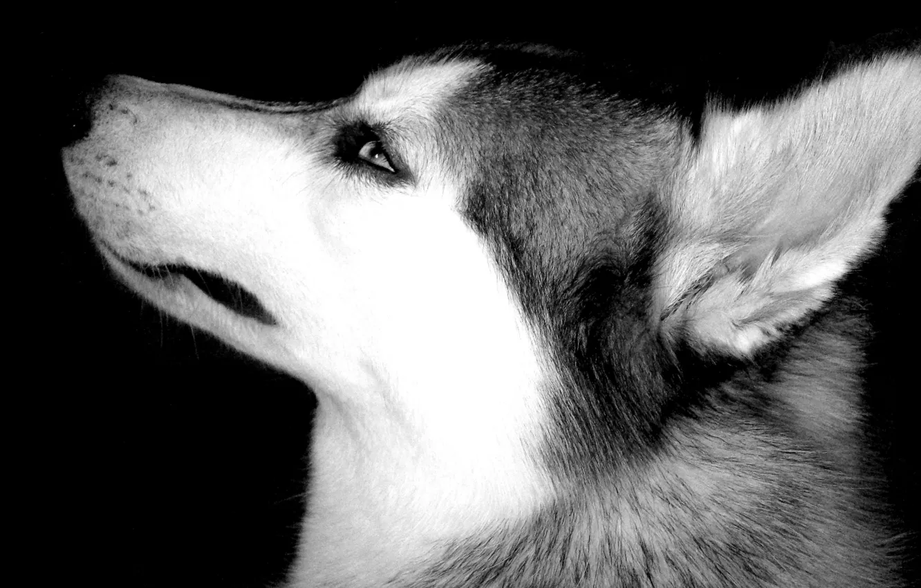 Photo wallpaper animals, dogs, eyes, face, Wallpaper, b/W, husky