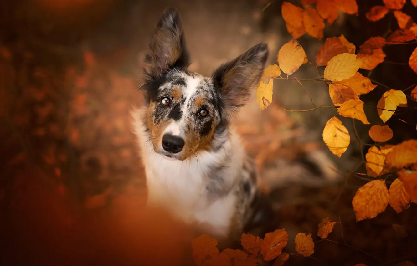 Photo wallpaper autumn, look, face, leaves, nature, portrait, dog, view