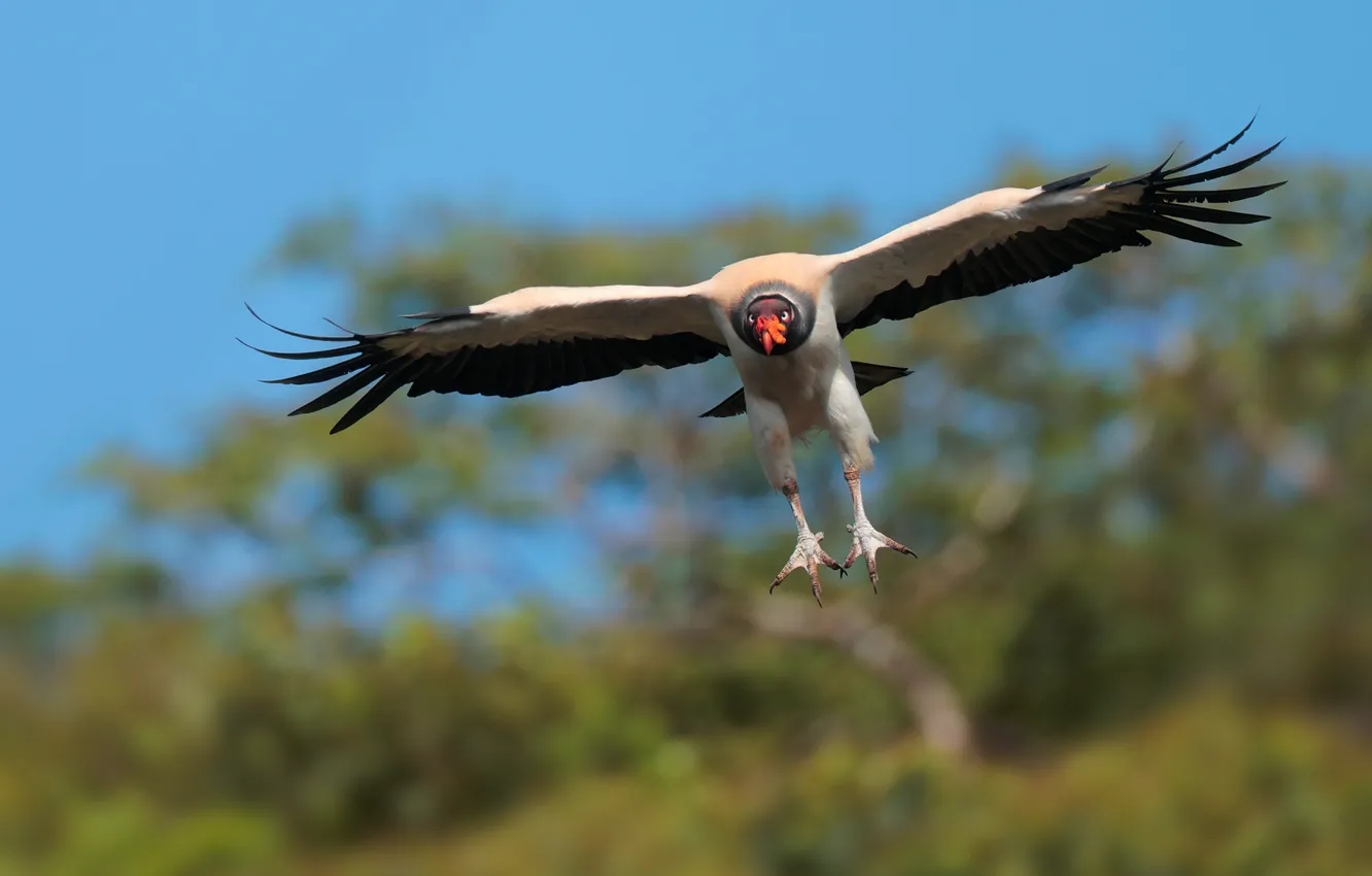 Photo wallpaper flight, nature, bird, Grif, Royal vulture, wingspan