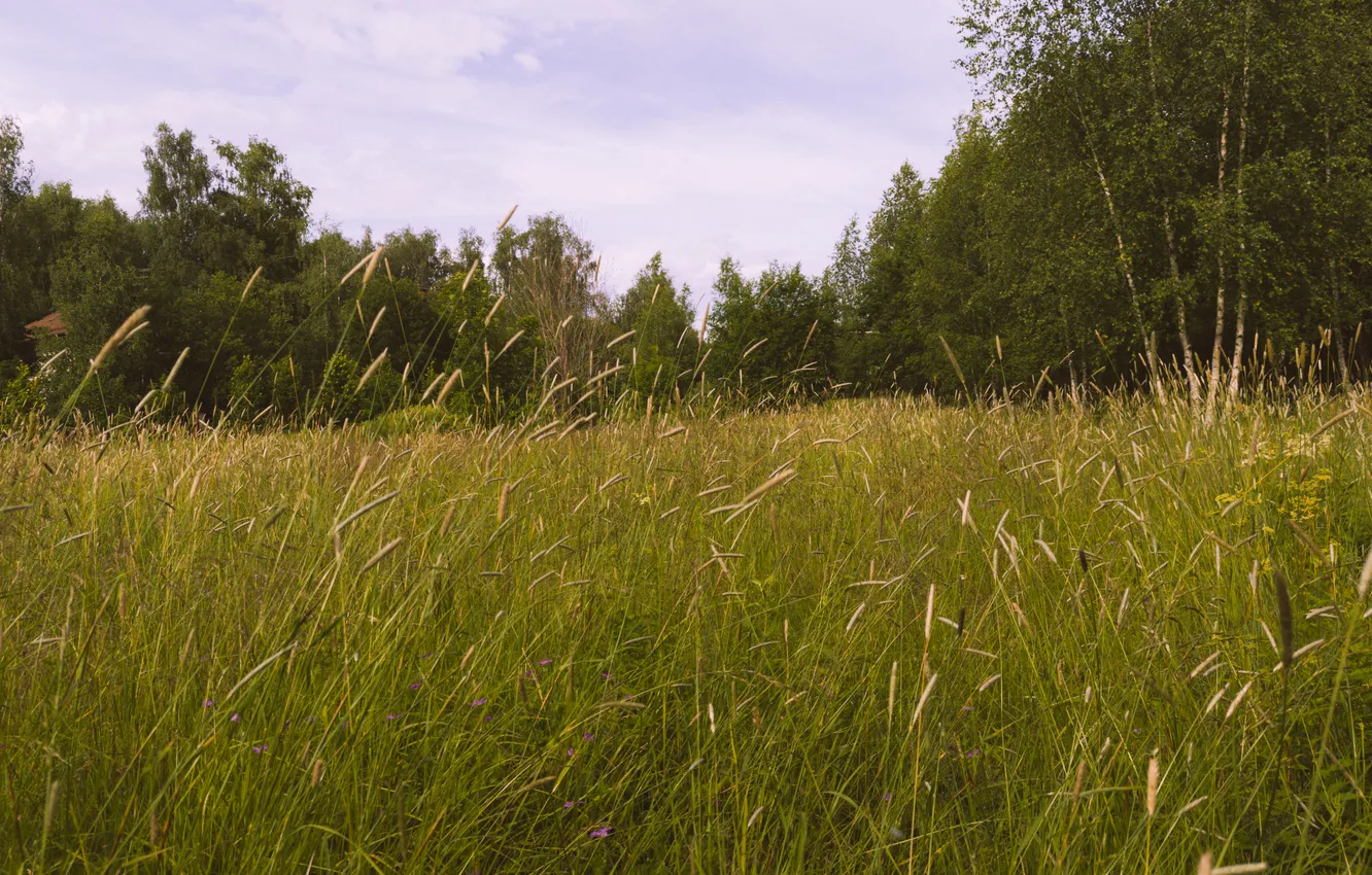 Photo wallpaper field, forest, summer, the sky, grass, clouds, trees, nature