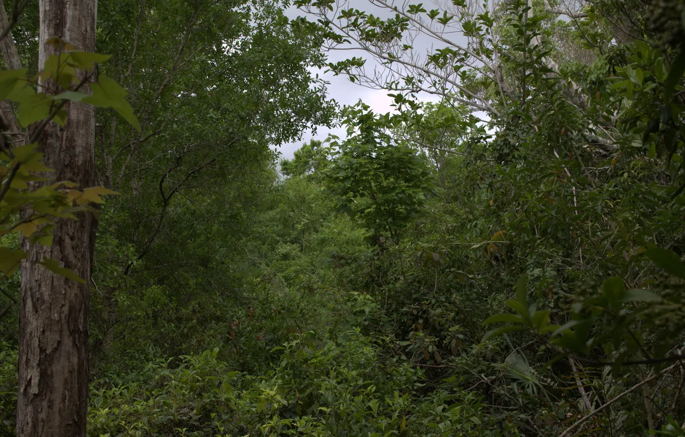 Photo wallpaper forest, trees, nature, FL, USA, USA, Florida, Coconut Creek