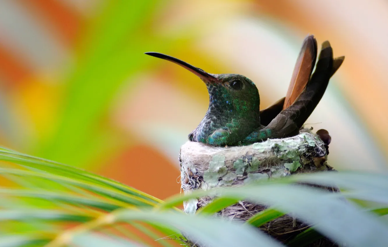 Photo wallpaper Bird, Hummingbird, socket