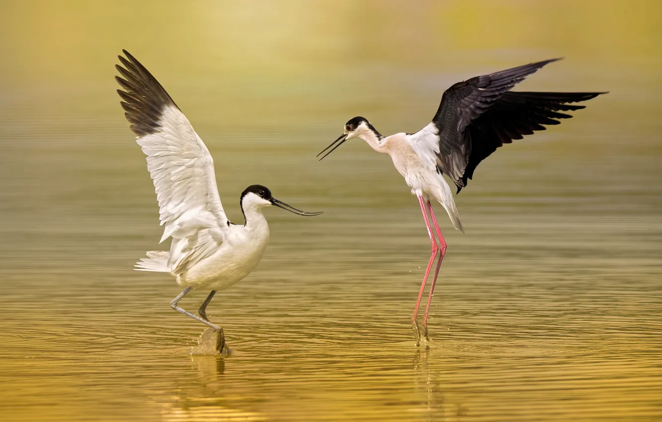 Photo wallpaper water, the sun, birds, bokeh, pied Avocet