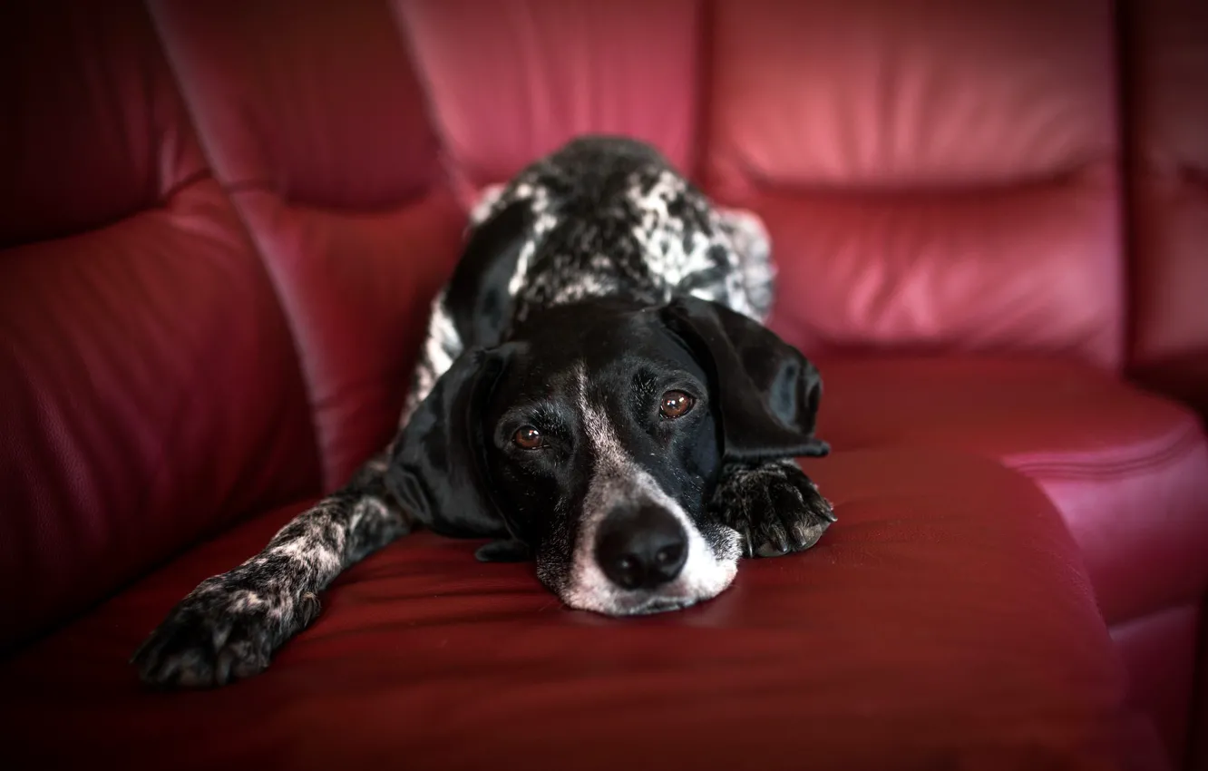 Photo wallpaper each, home, dog