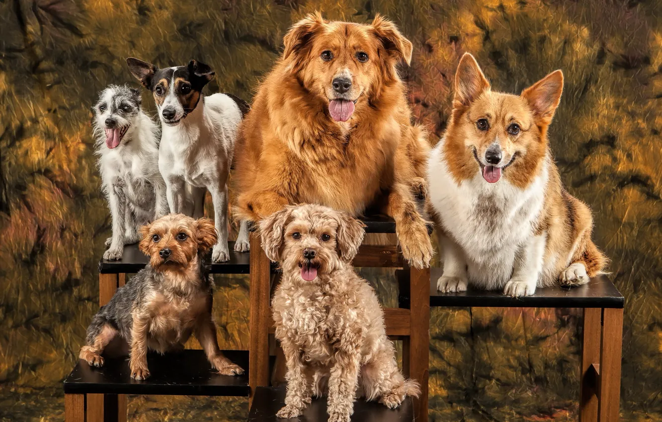Photo wallpaper dogs, background, friends