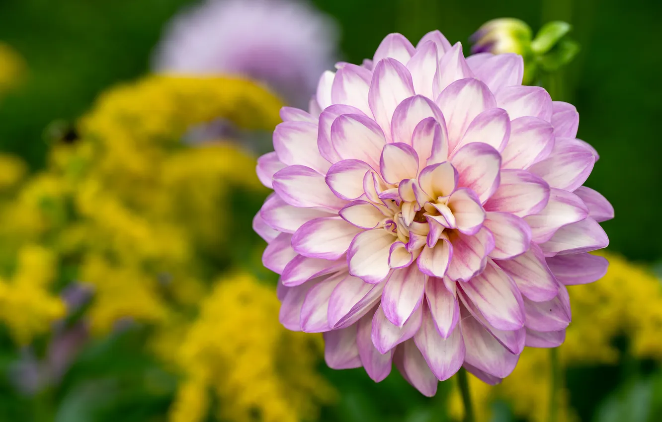 Photo wallpaper macro, flowers, pink, dahlias