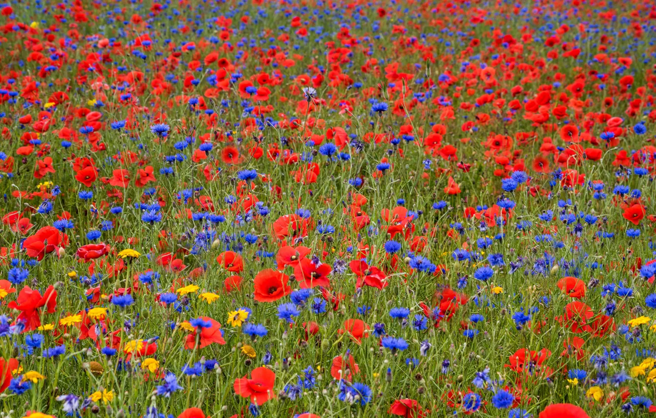 Photo wallpaper field, flowers, blue, red, Maki, meadow, field, a lot
