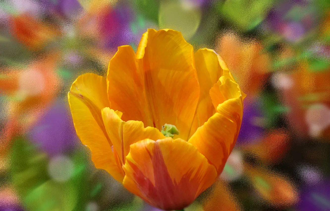 Photo wallpaper flower, glass, macro, orange, paint, color, Tulip, petals