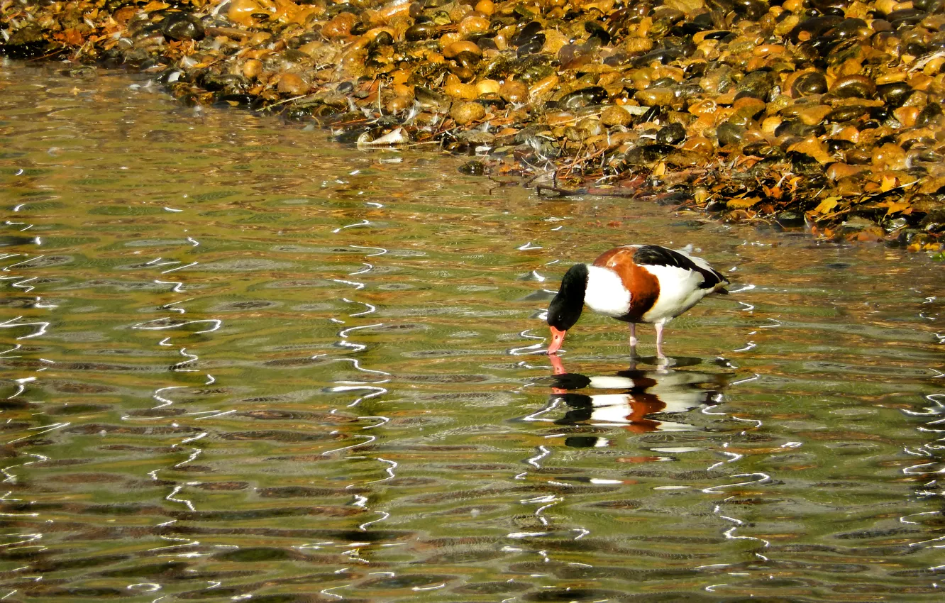 Photo wallpaper lake, pond, widescreen, Wallpaper, duck, wallpaper, widescreen, background