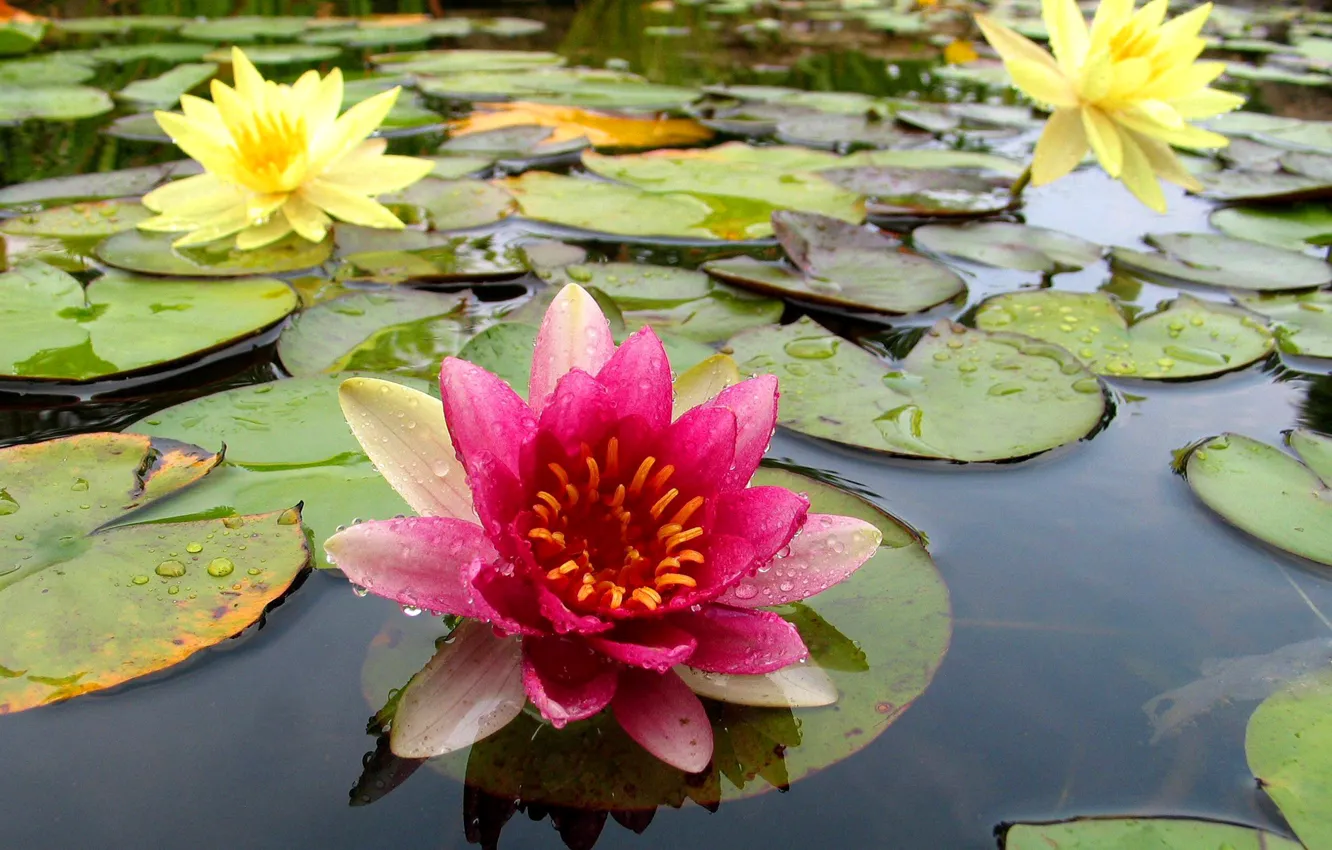 Photo wallpaper leaves, nature, Lily, petals, pond