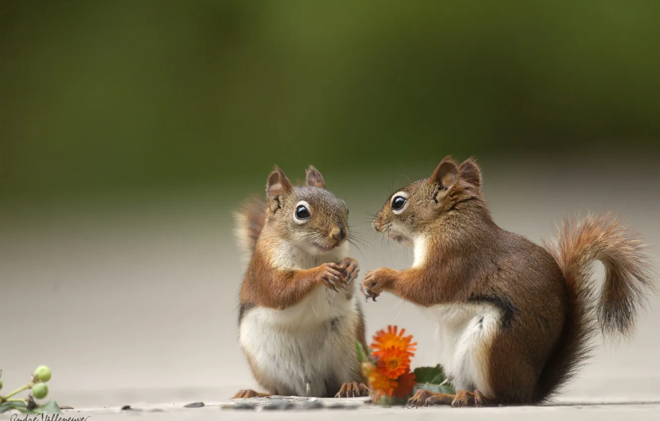 Photo wallpaper flowers, proteins, Andre Villeneuve