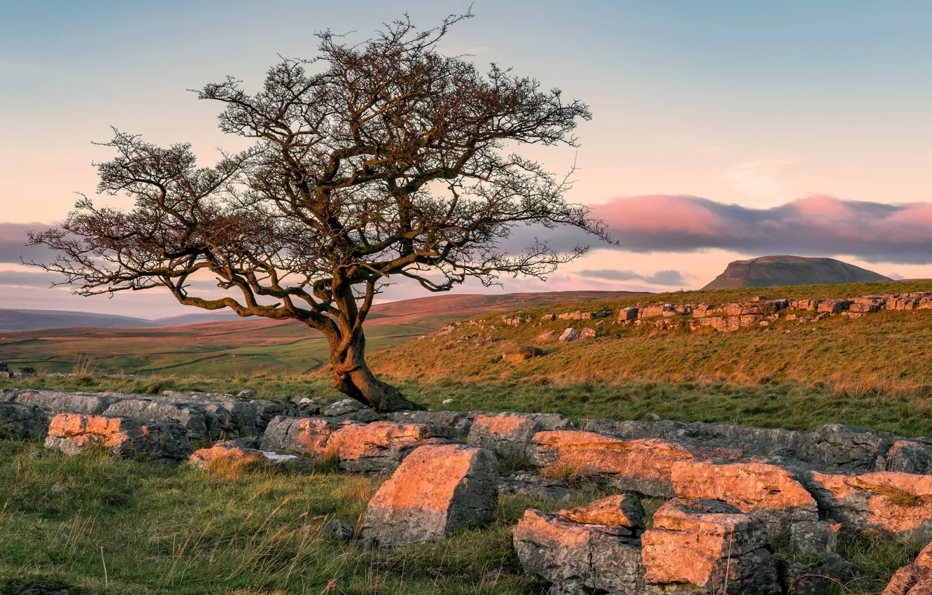 Photo wallpaper trees, stones, England
