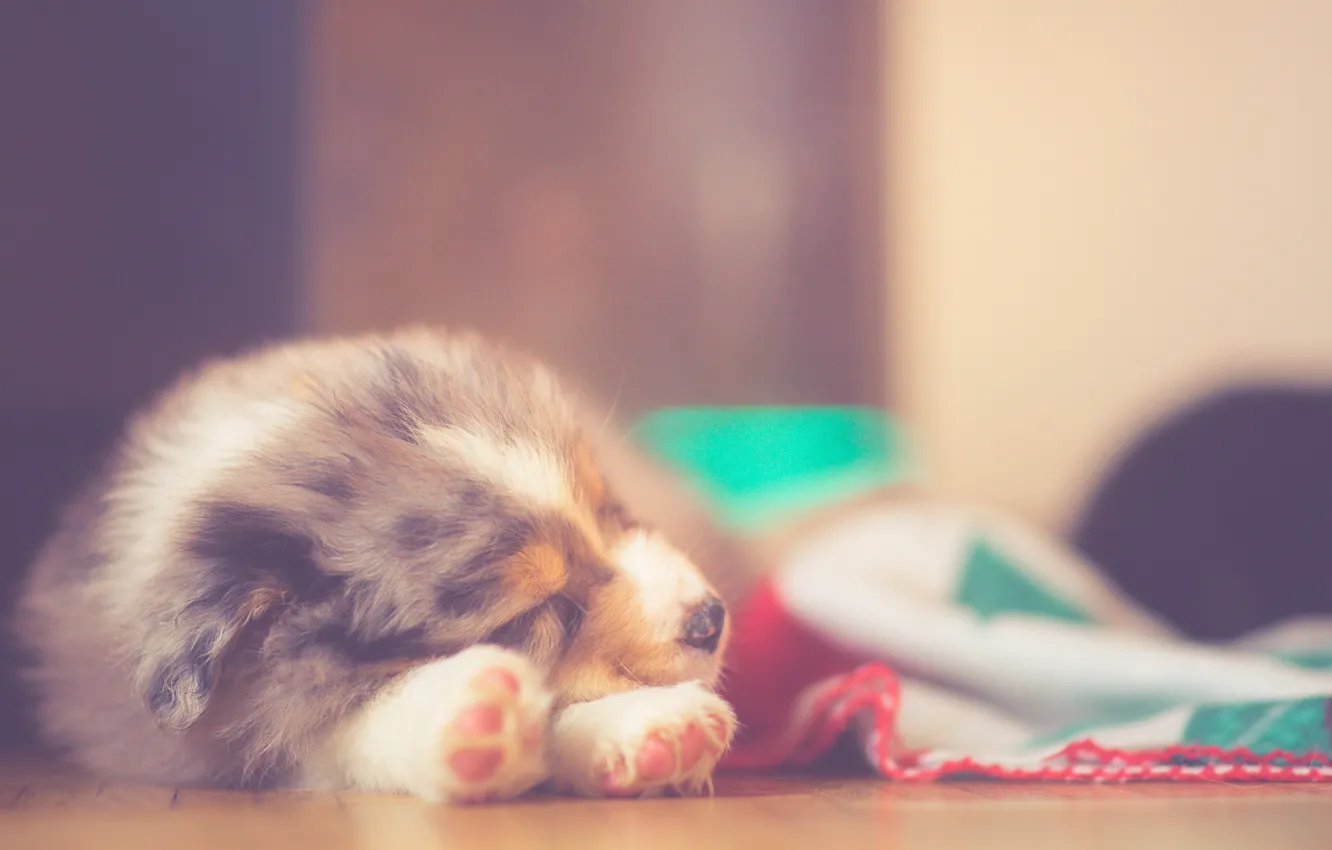 Photo wallpaper puppy, sleeping, Dreaming, australian shepherd