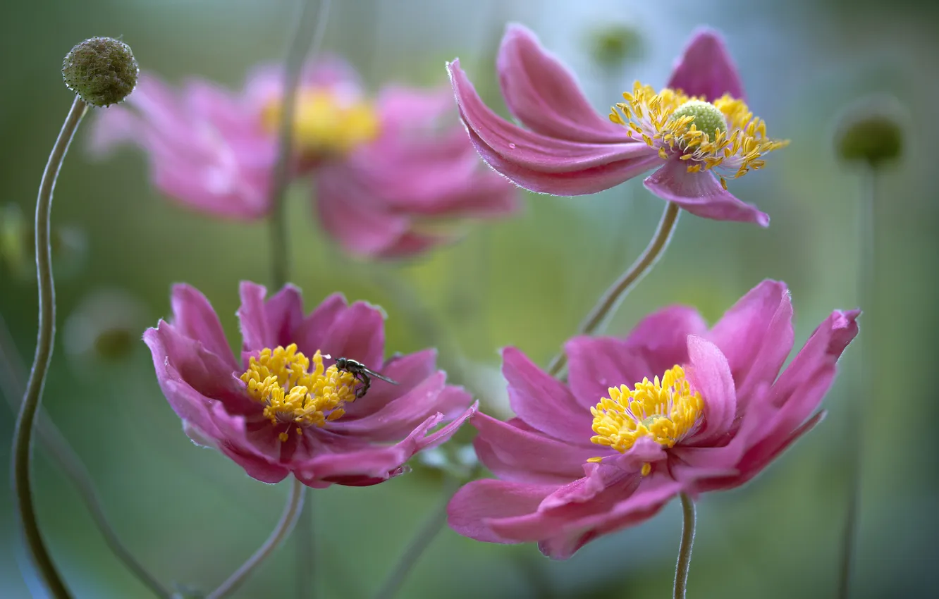 Photo wallpaper flowers, nature, background