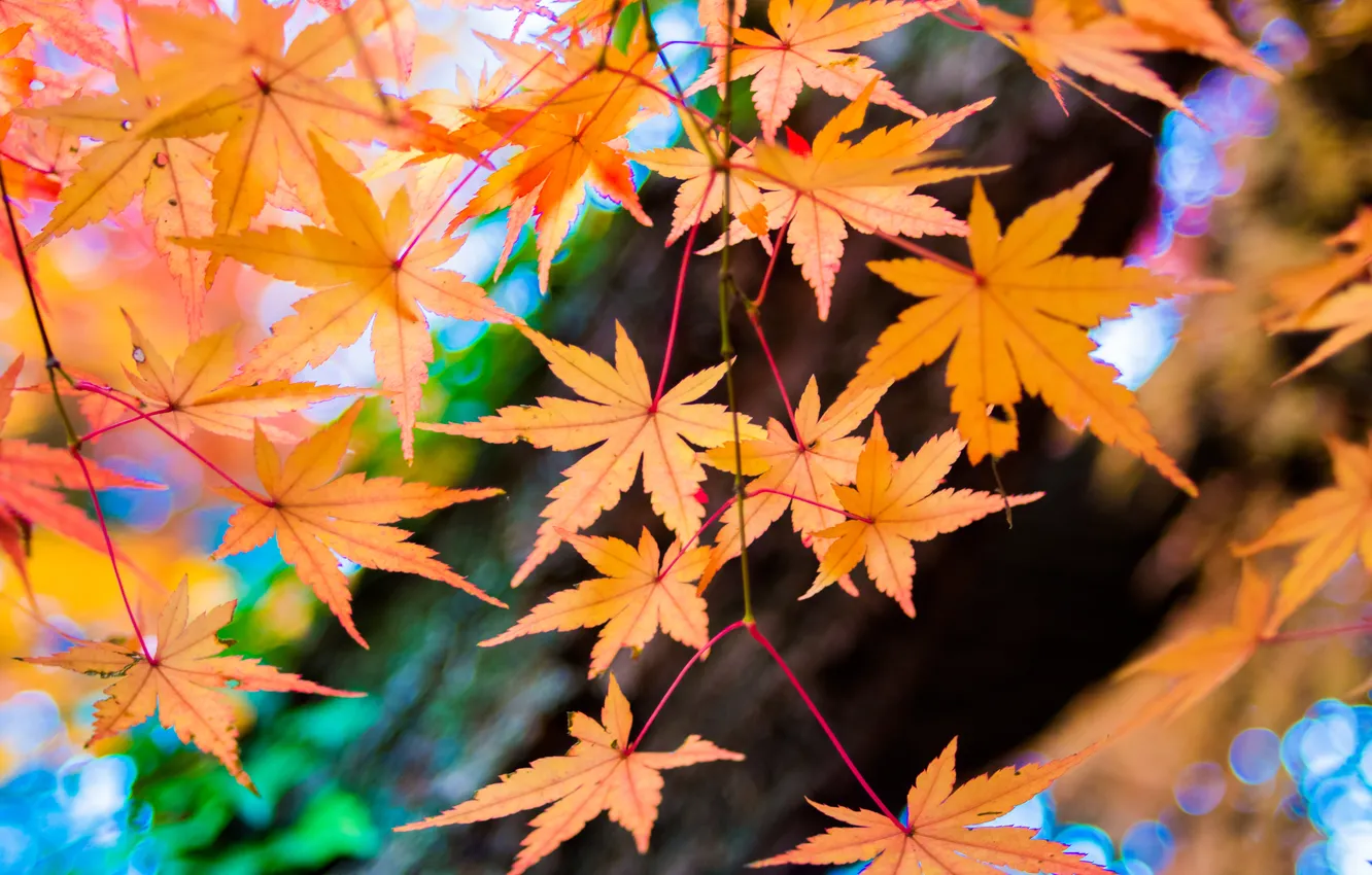 Photo wallpaper autumn, leaves, trees, maple