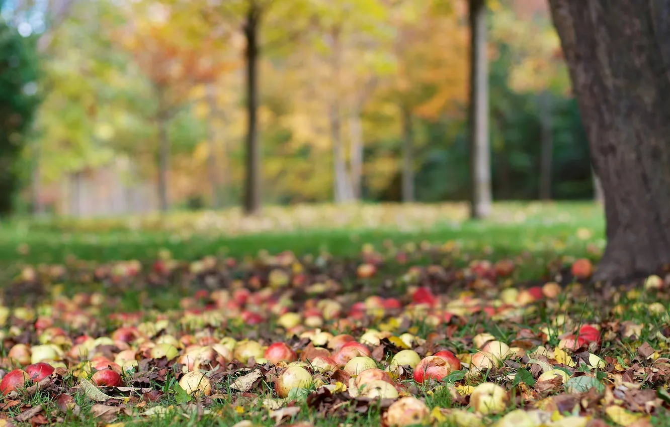 Photo wallpaper autumn, leaves, tree, apples, harvest, fruit