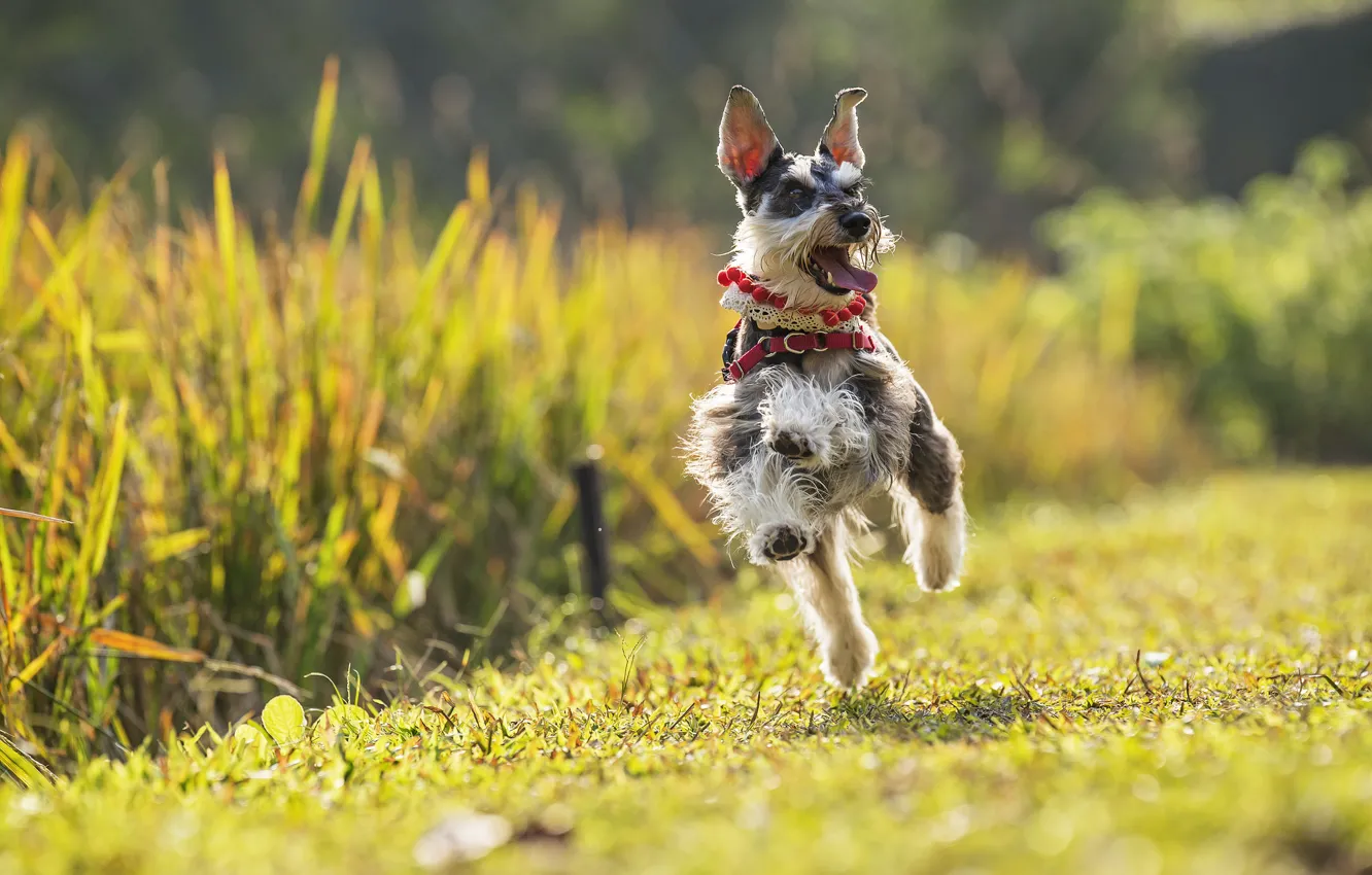 Photo wallpaper joy, mood, dog, running, walk, The miniature Schnauzer, dwarf Schnauzer