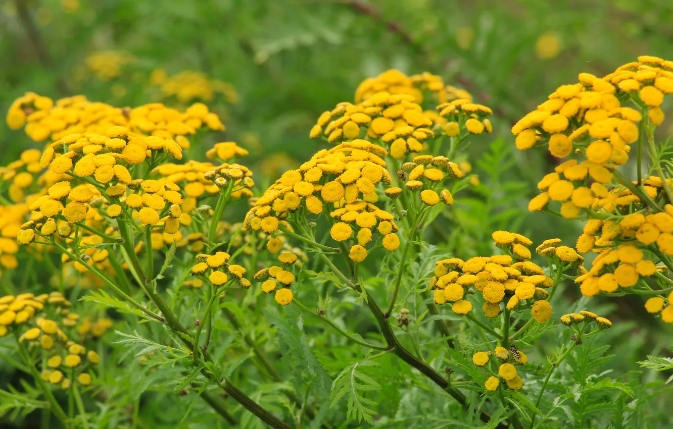 Photo wallpaper flower, yellow, meadow
