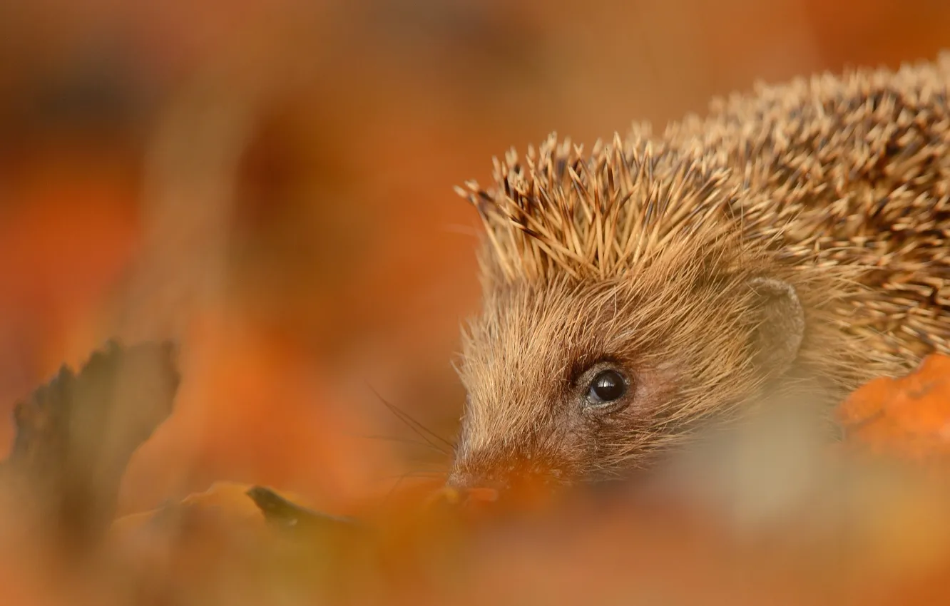 Photo wallpaper autumn, look, leaves, nature, background, blur, muzzle, hedgehog