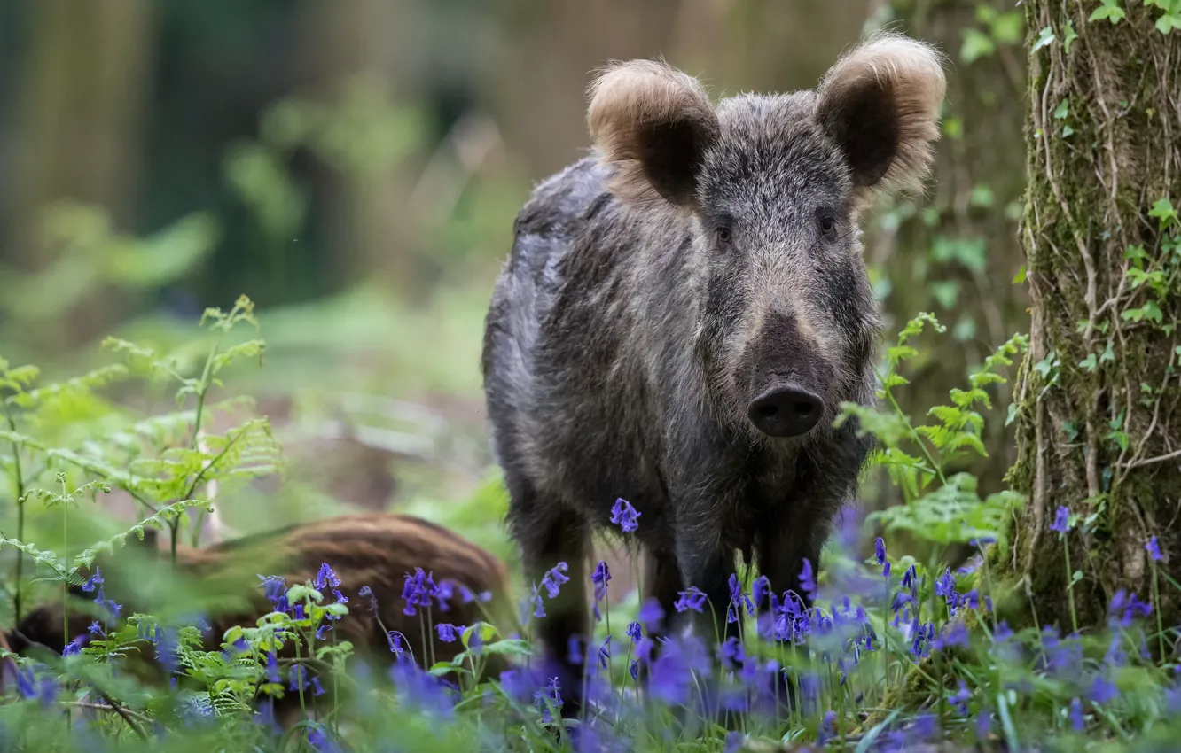 Photo wallpaper forest, nature, boar