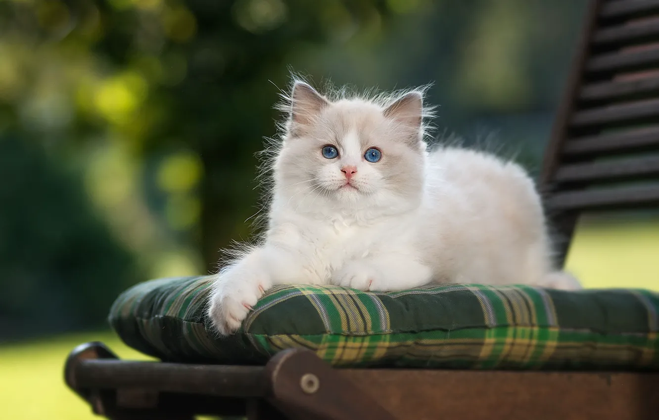 Photo wallpaper cat, nature, background, pillow, fluffy, garden, chair, lies