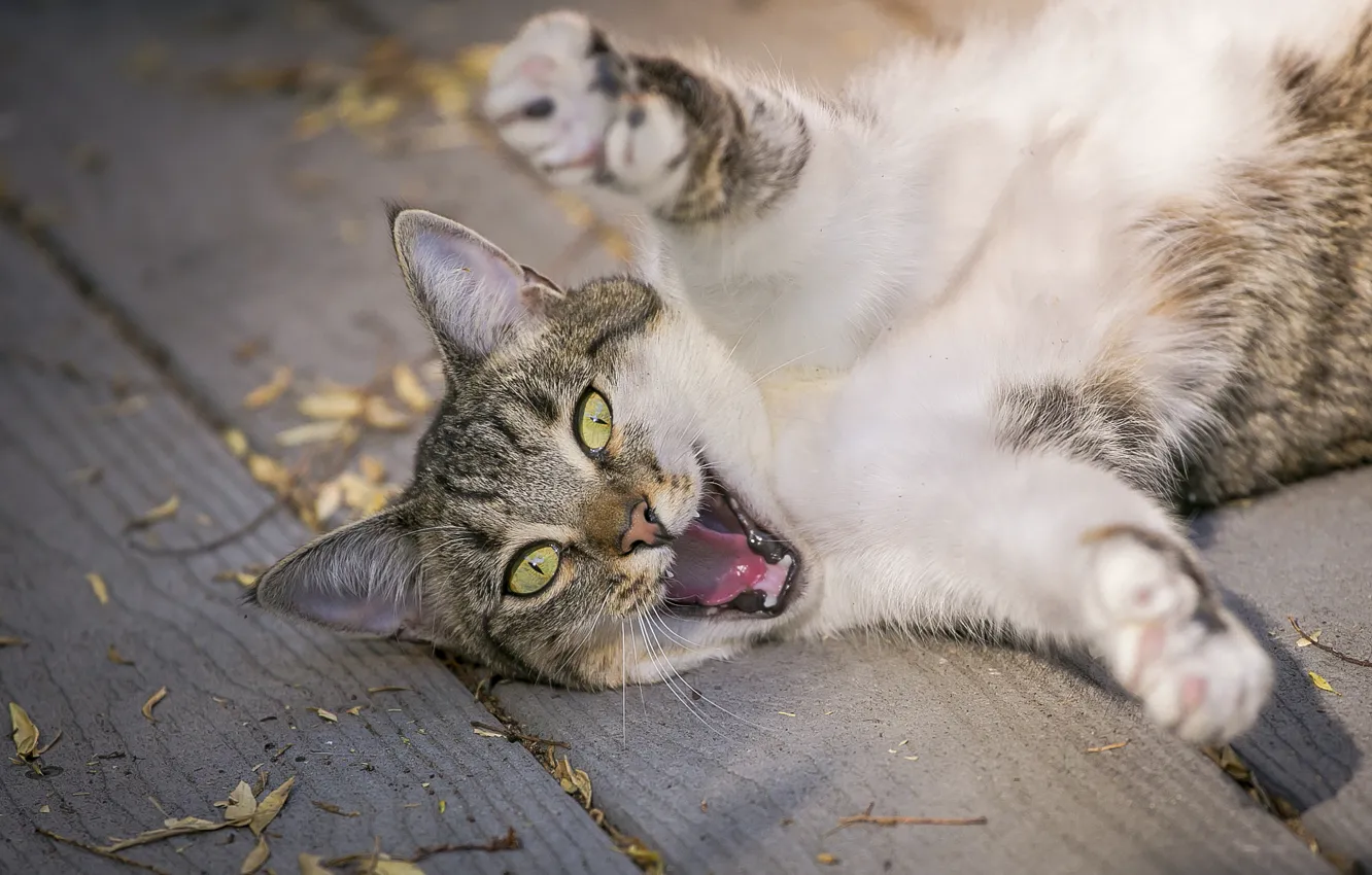 Photo wallpaper cat, cat, paws, aggressive