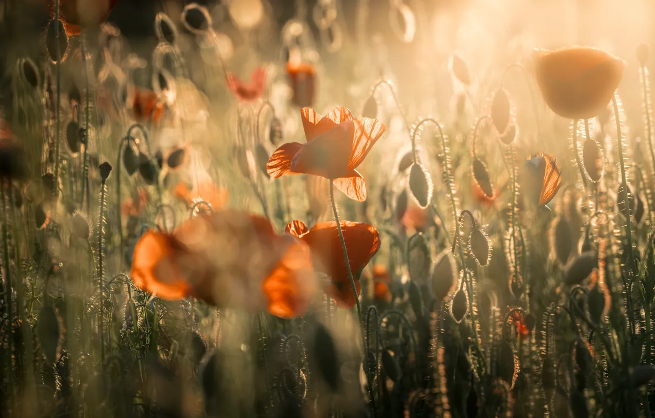 Photo wallpaper summer, the sun, light, flowers, red, glade, Maki, blur