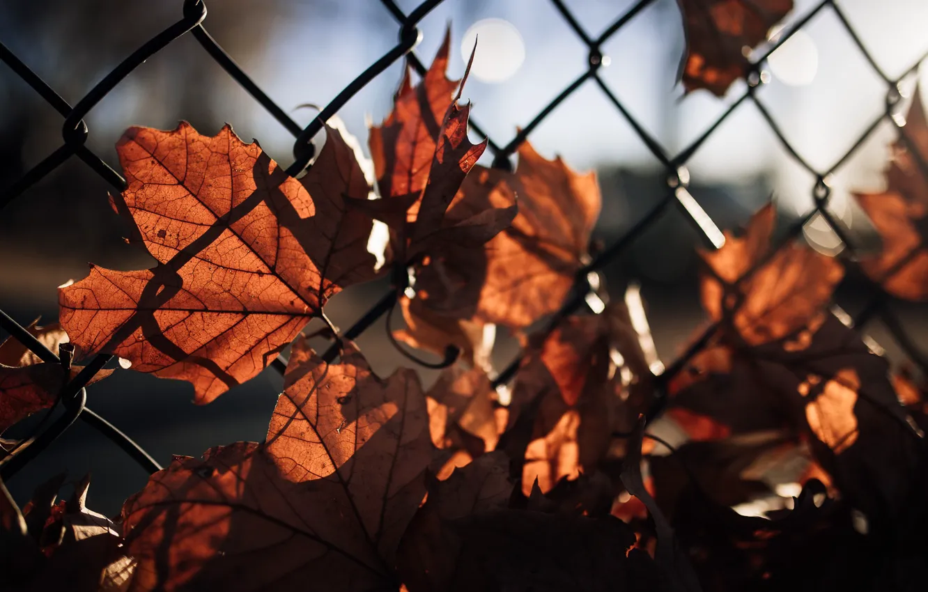 Photo wallpaper leaves, light, the fence