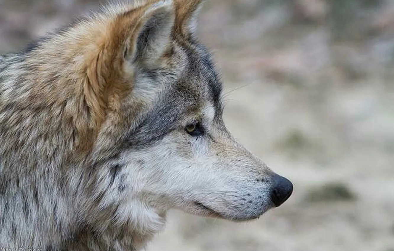 Photo wallpaper Predator, nature, animal, wolf, wildlife, Canis lupus., portrait.