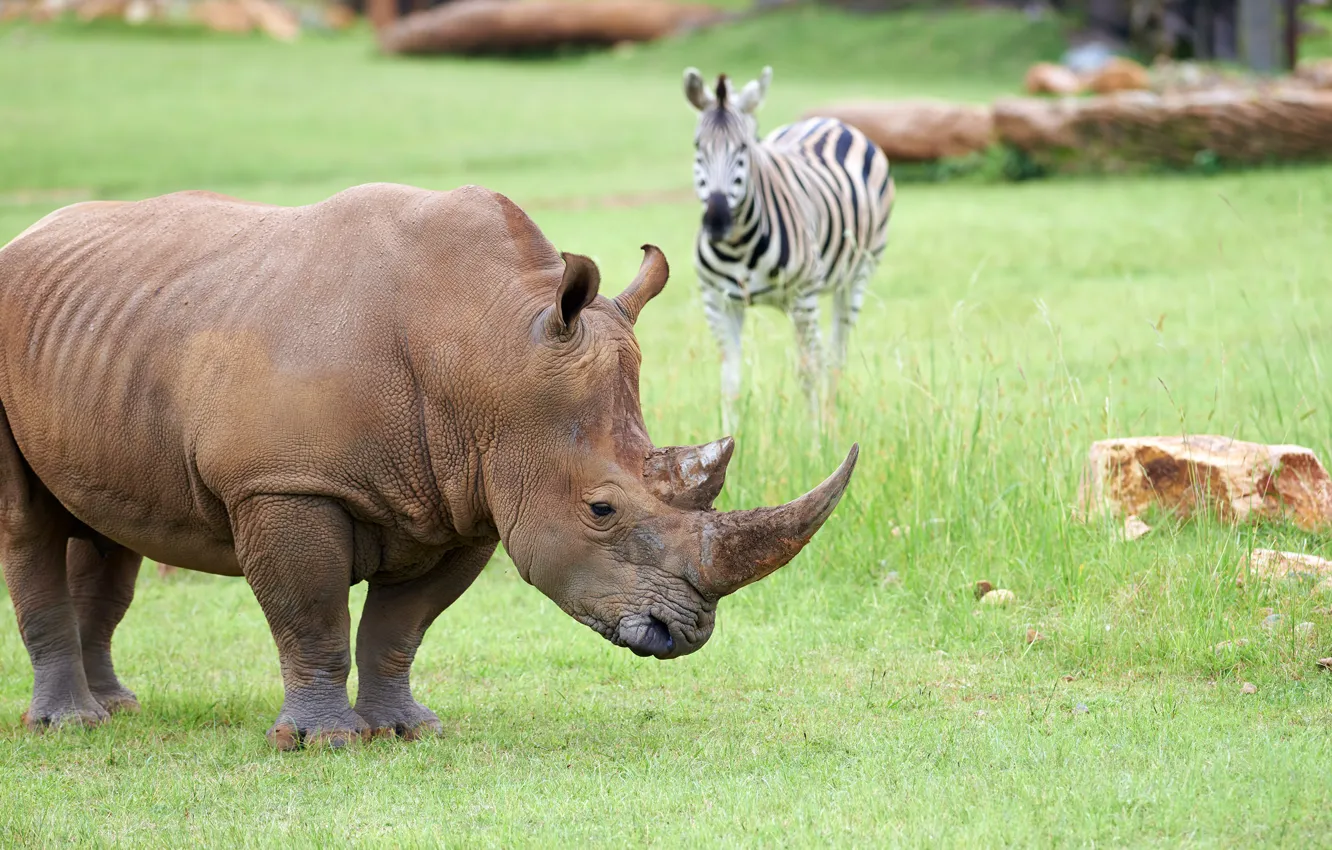 Photo wallpaper field, grass, stones, Zebra, Rhino