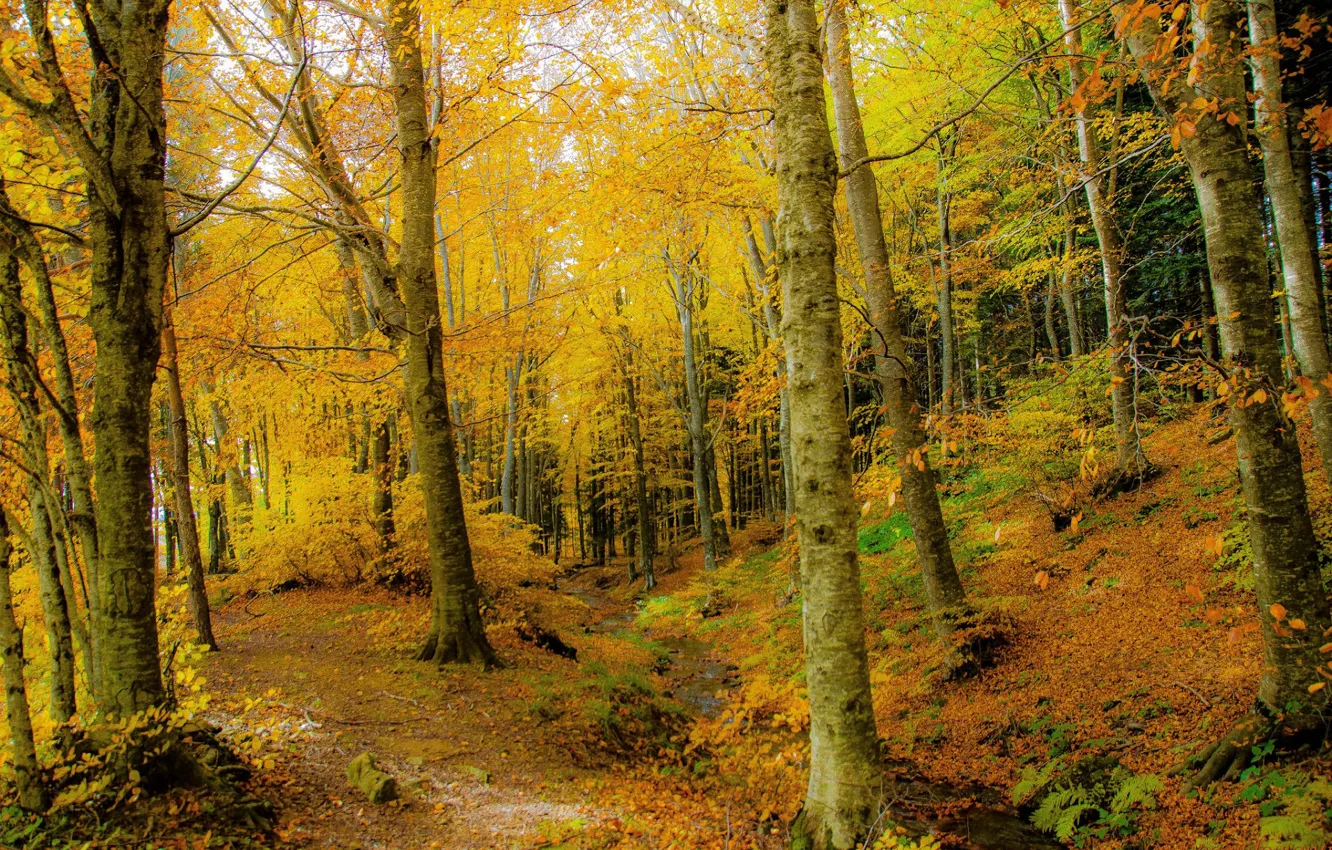 Photo wallpaper autumn, forest, trees