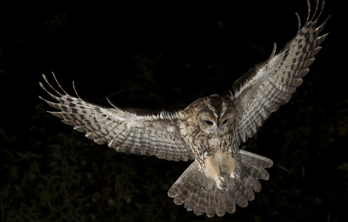 Photo wallpaper night, owl, wings, hunting, soars