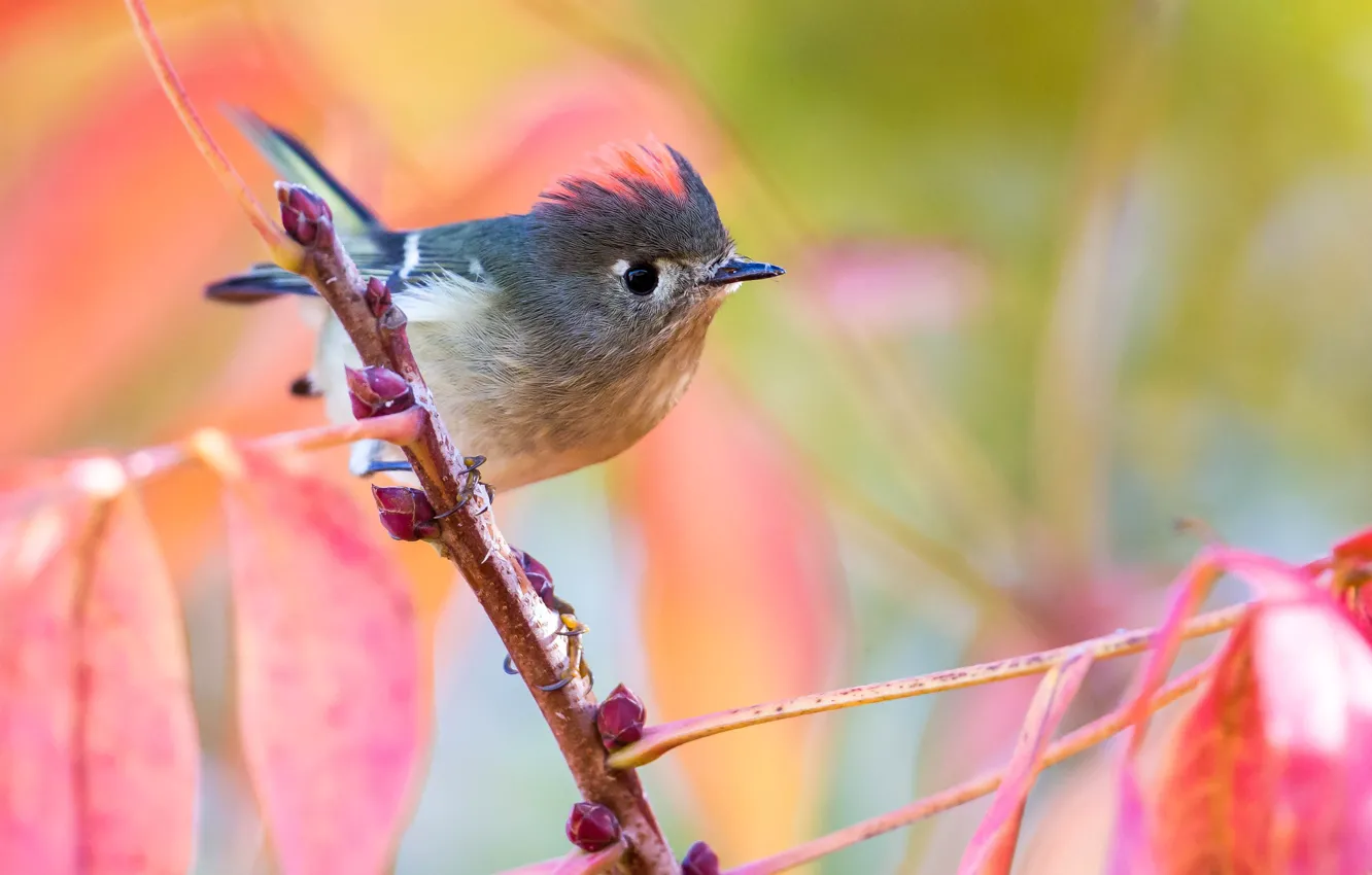 Photo wallpaper leaves, branches, background, bird, kidney, on the branch, bokeh, Wren