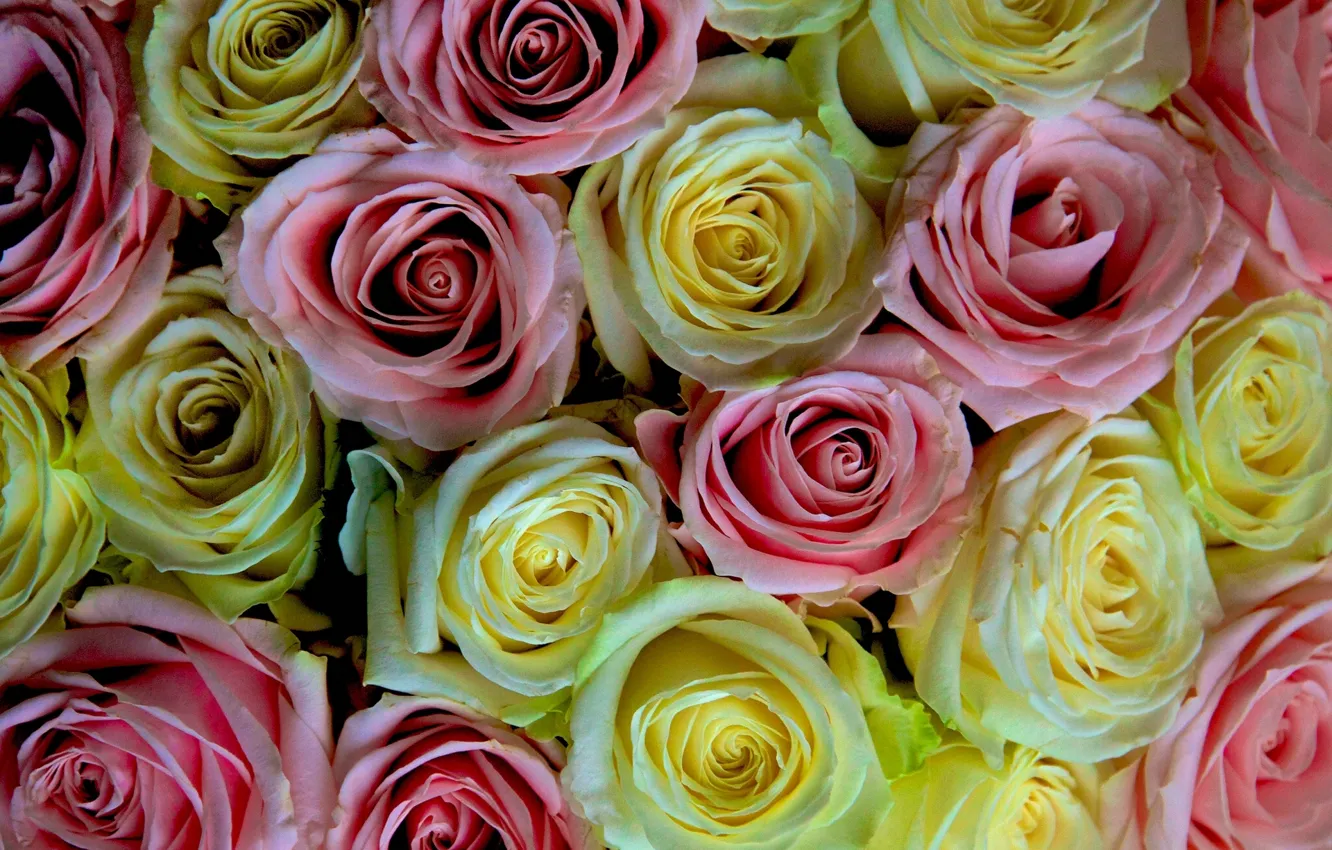 Photo wallpaper macro, roses, buds