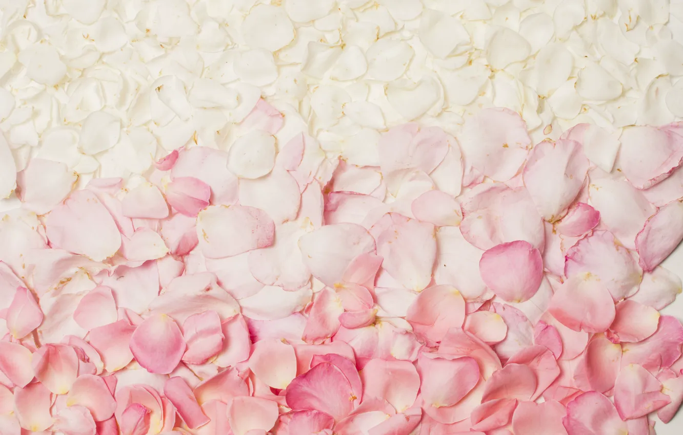 Photo wallpaper roses, petals, colourful, petals