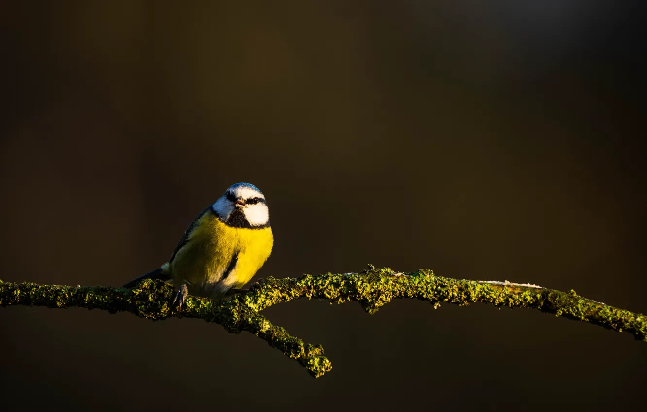 Photo wallpaper branches, tit, the dark background, light, bird