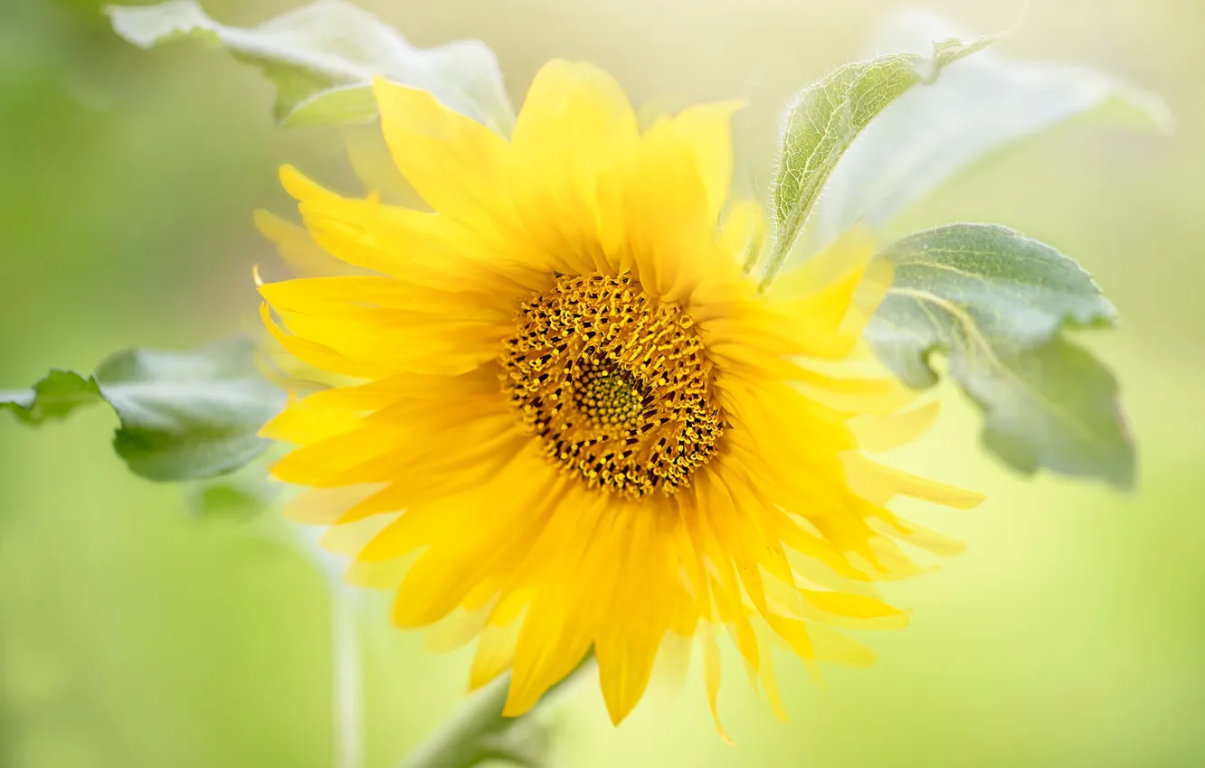 Photo wallpaper summer, leaves, macro, sunflowers, flowers, yellow, petals, green background