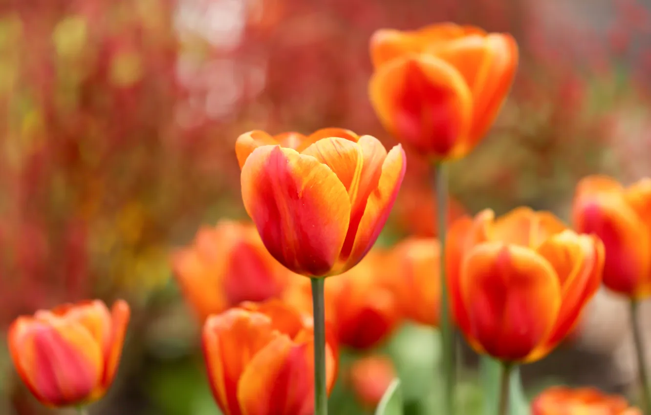 Photo wallpaper orange, flowers, bokeh, garden, spring, flowerbed, tulips