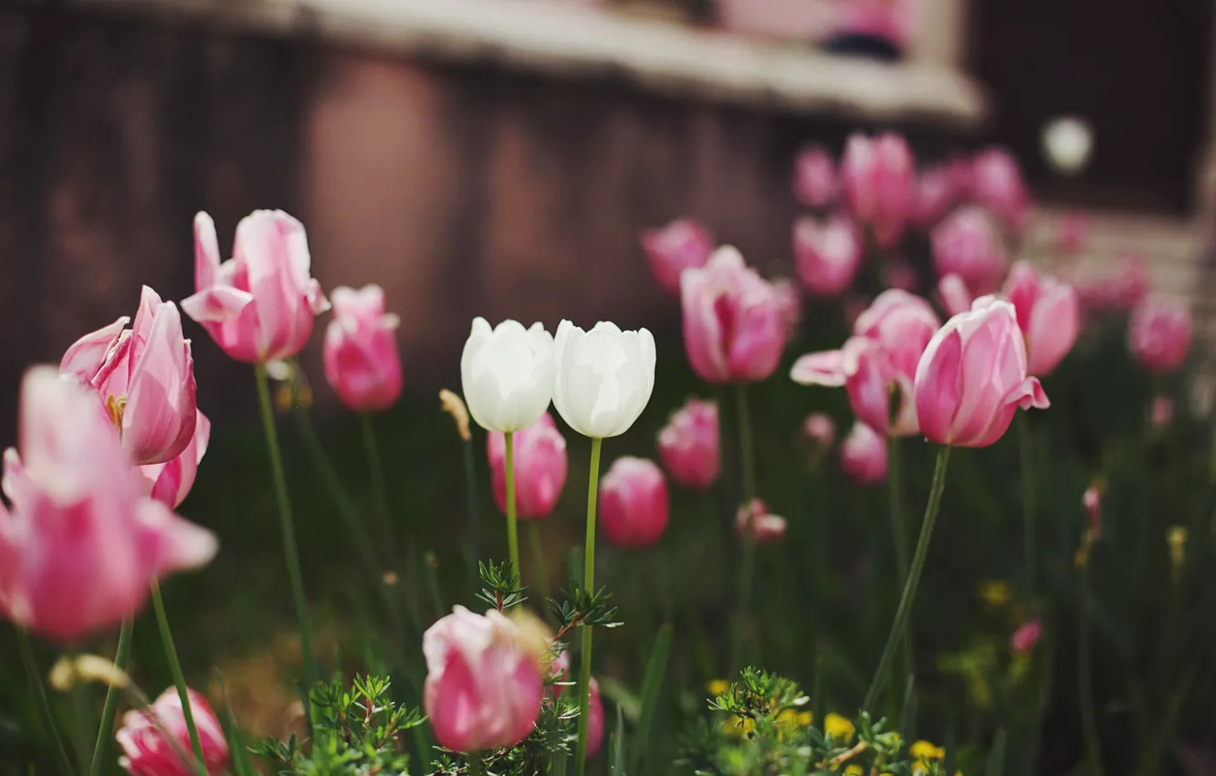 Photo wallpaper flowers, tulips, pink, white