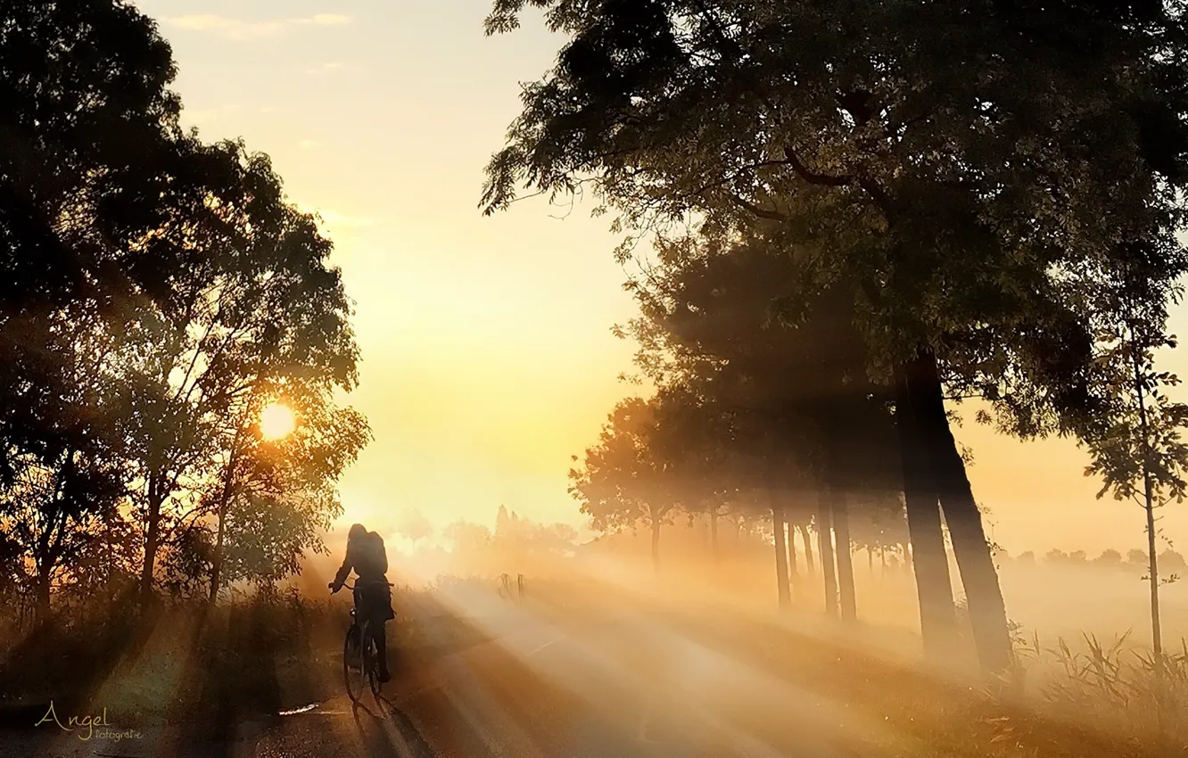 Photo wallpaper road, light, bike, fog, morning