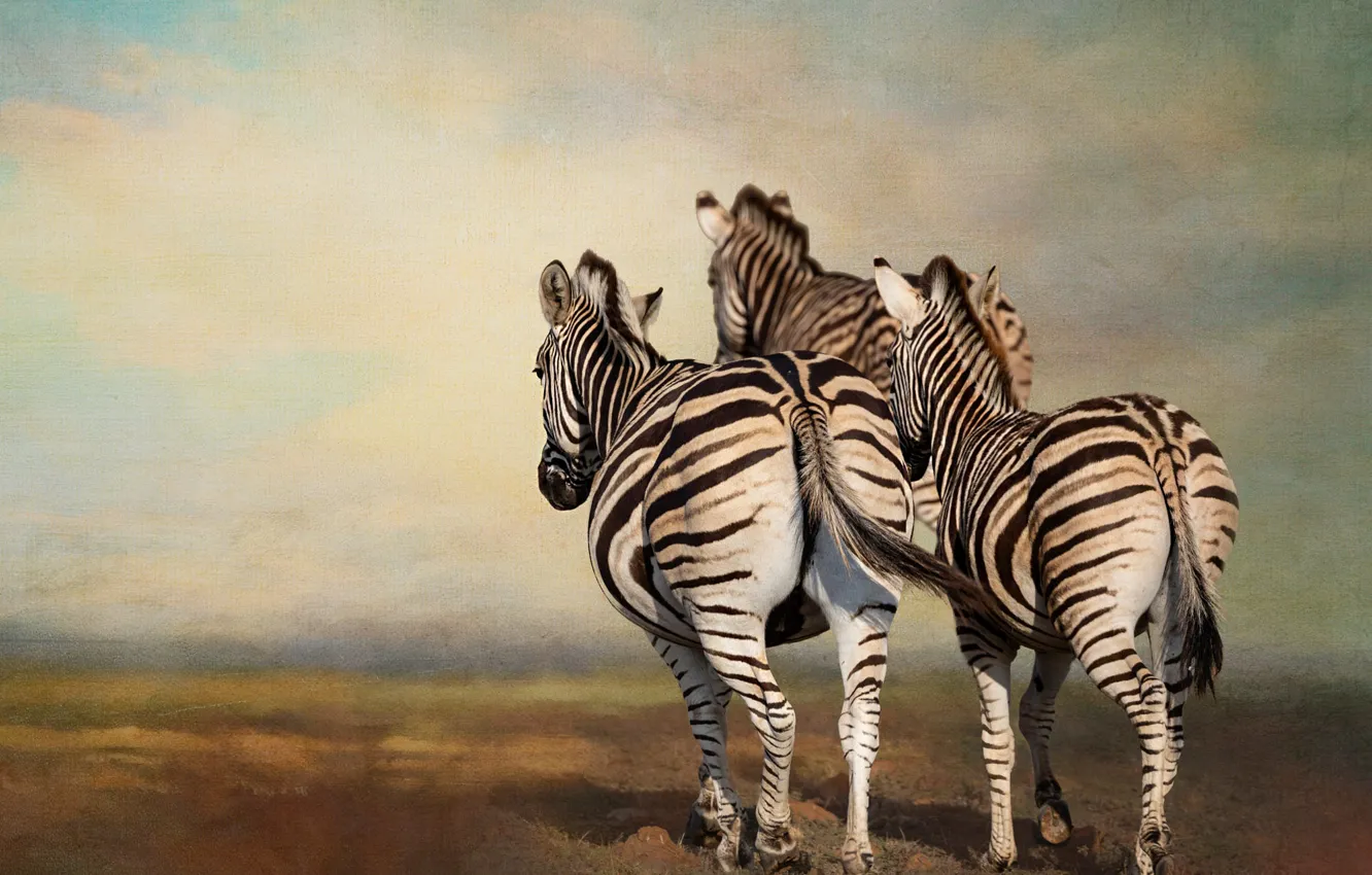 Photo wallpaper field, the sky, nature, photoshop, treatment, running, Zebra, three