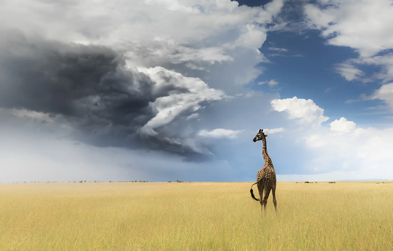 Photo wallpaper field, the sky, clouds, giraffe
