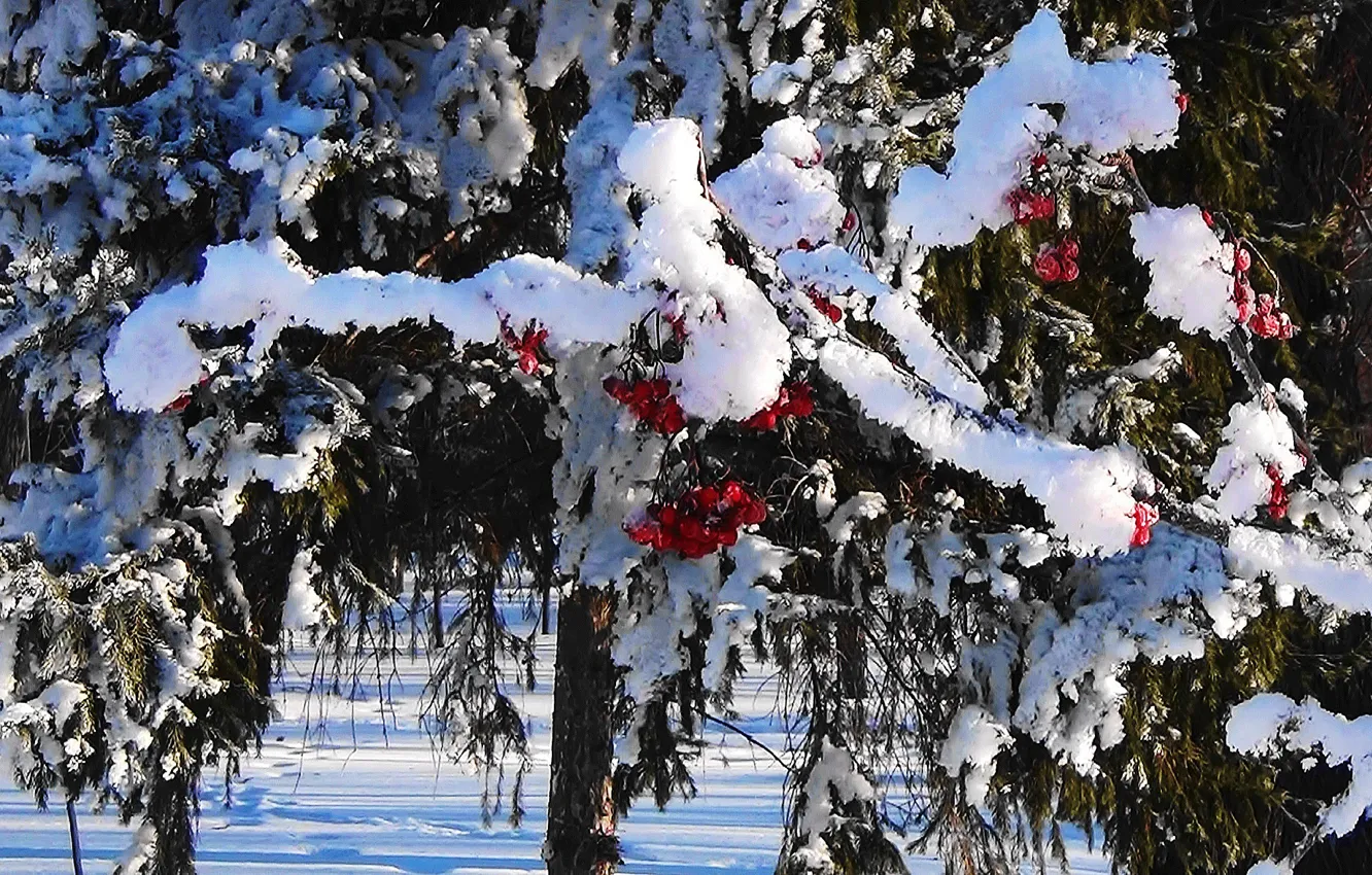 Photo wallpaper snow, Winter, berry, caps, Rowan, Siberia