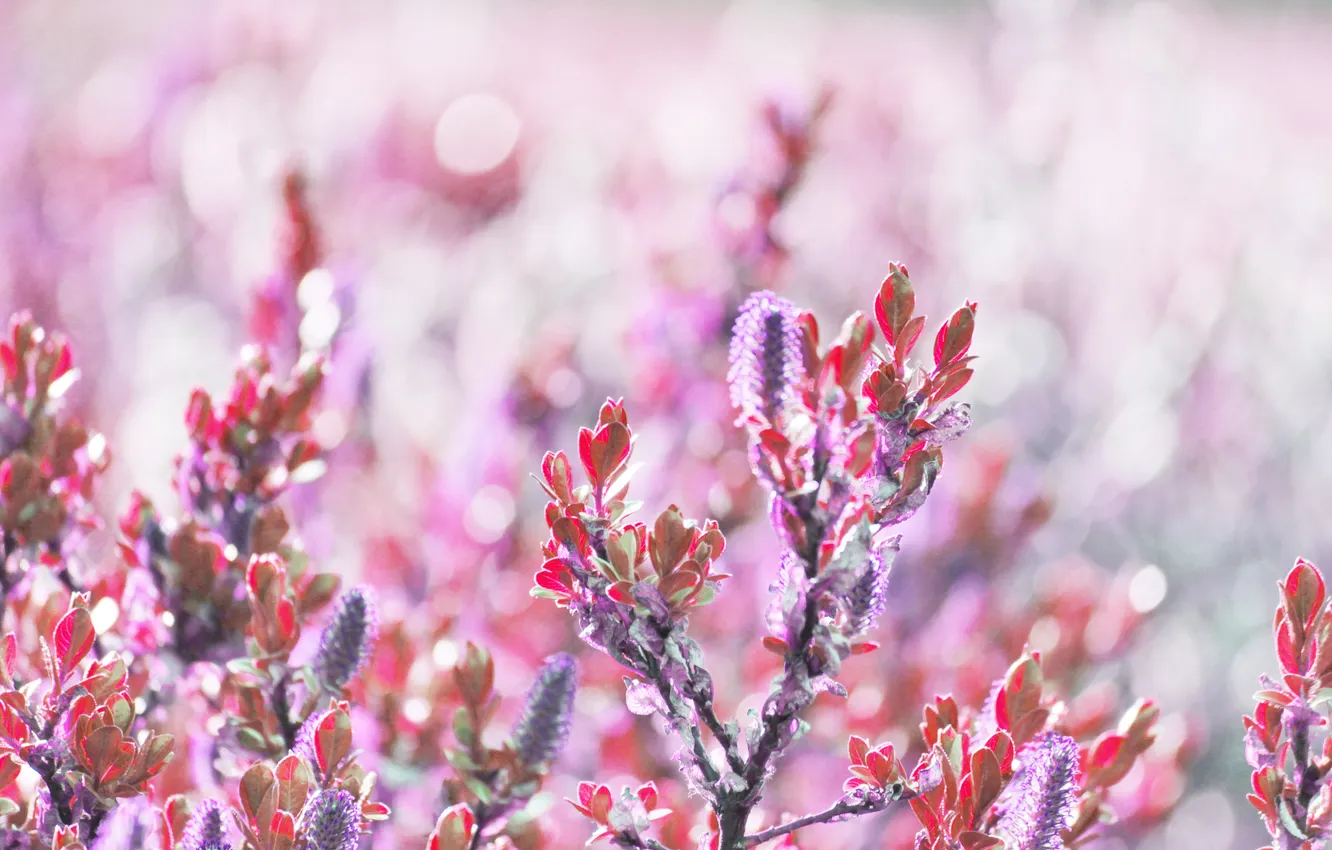 Photo wallpaper leaves, flowers, bokeh