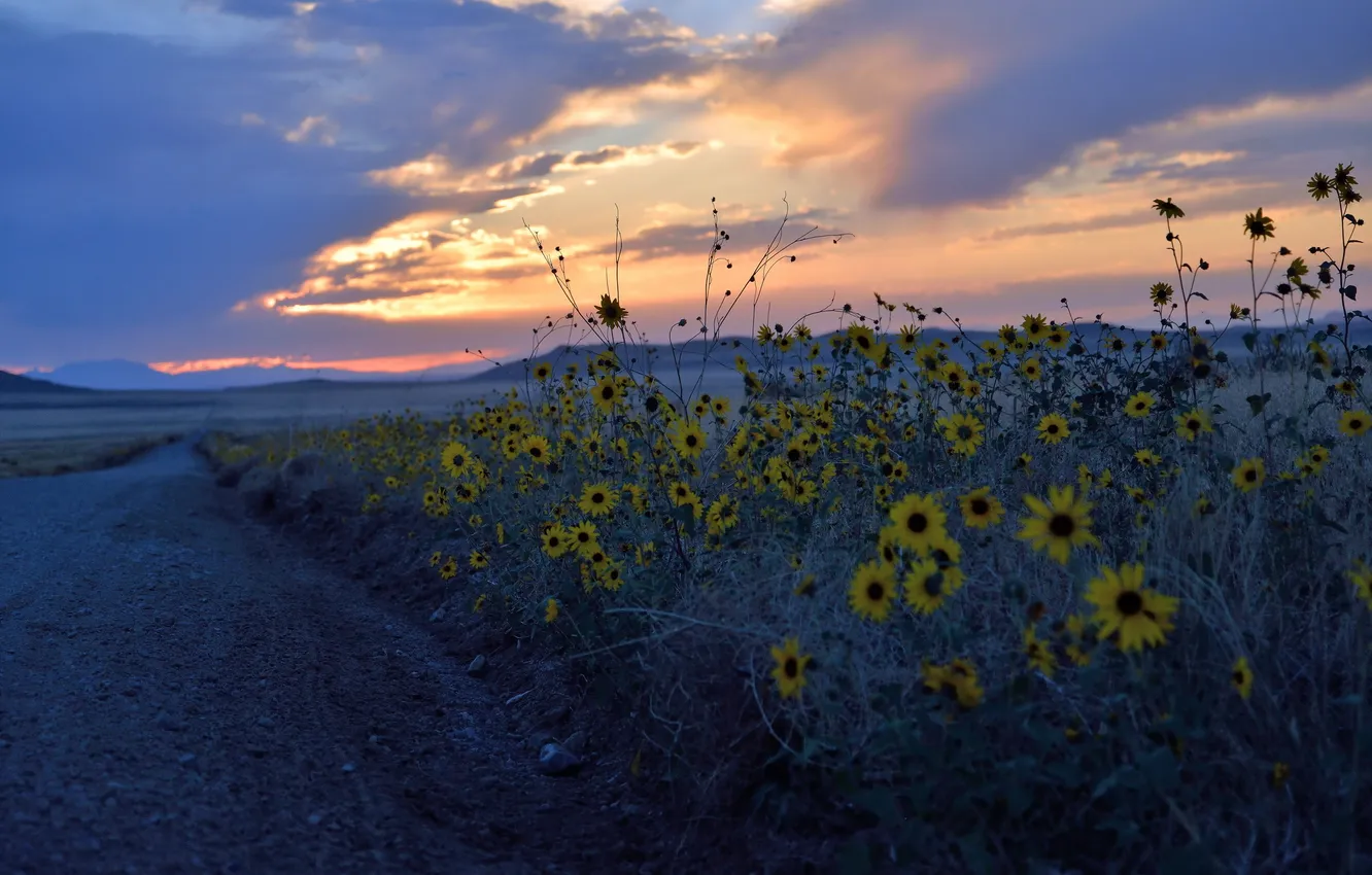Photo wallpaper road, landscape, flowers, night