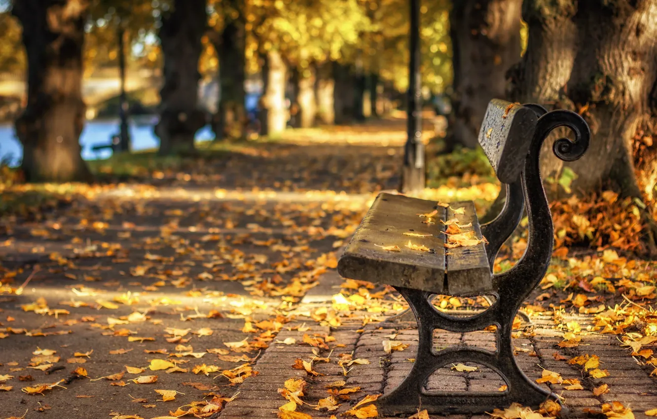 Photo wallpaper autumn, leaves, the city, Park, bench